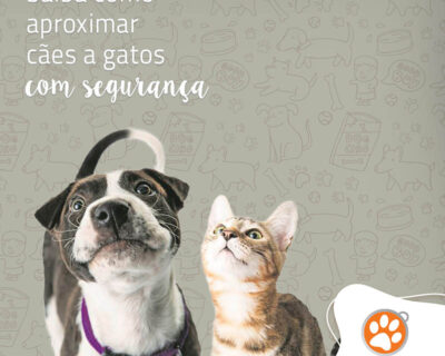 Como aproximar cães a gatos com segurança