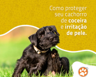 Como proteger seu cachorro da coceira e irritação de pele