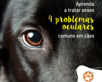 Aprenda a tratar esses 4 problemas oculares comuns em cães