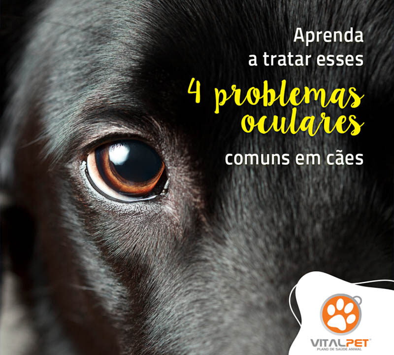 Aprenda a tratar esses 4 problemas oculares comuns em cães