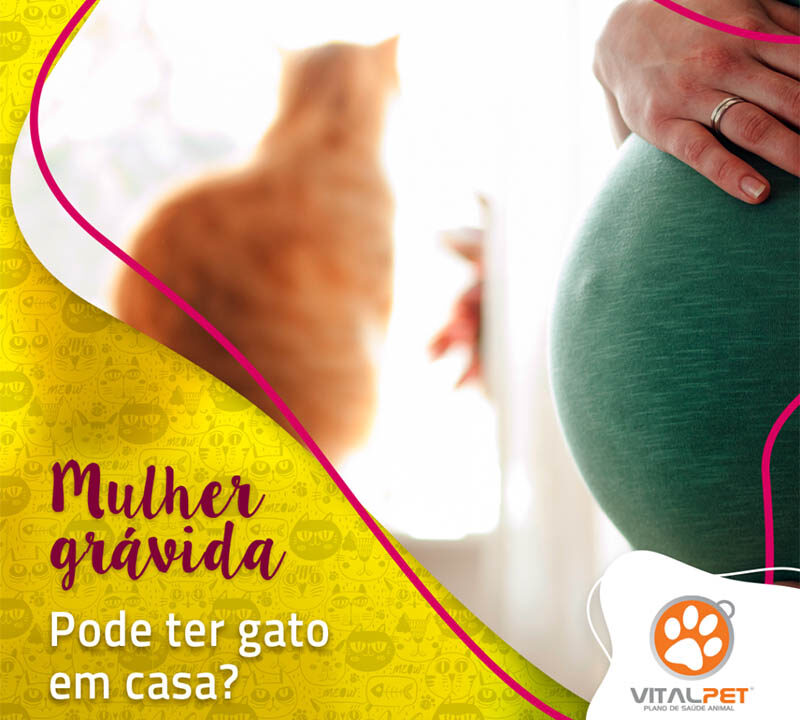 Mulher grávida pode ter gato? Tudo que você precisa saber sobre toxoplasmose!