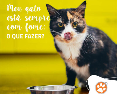 Meu gato está sempre com fome: o que fazer?