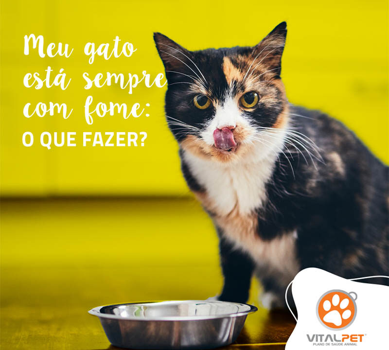 Meu gato está sempre com fome: o que fazer? – VitalPet Brasil