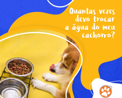 Quantas vezes devo trocar a água do meu cachorro?