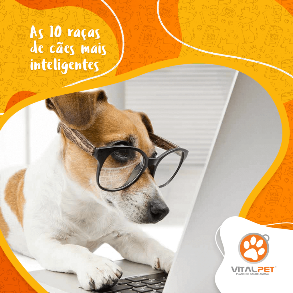 As 10 raças de cães mais inteligentes