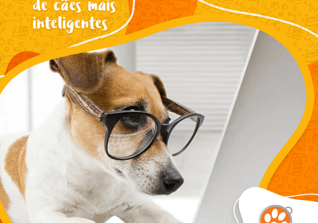 As 10 raças de cães mais inteligentes