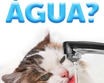 Como posso fazer meu gato beber mais água?