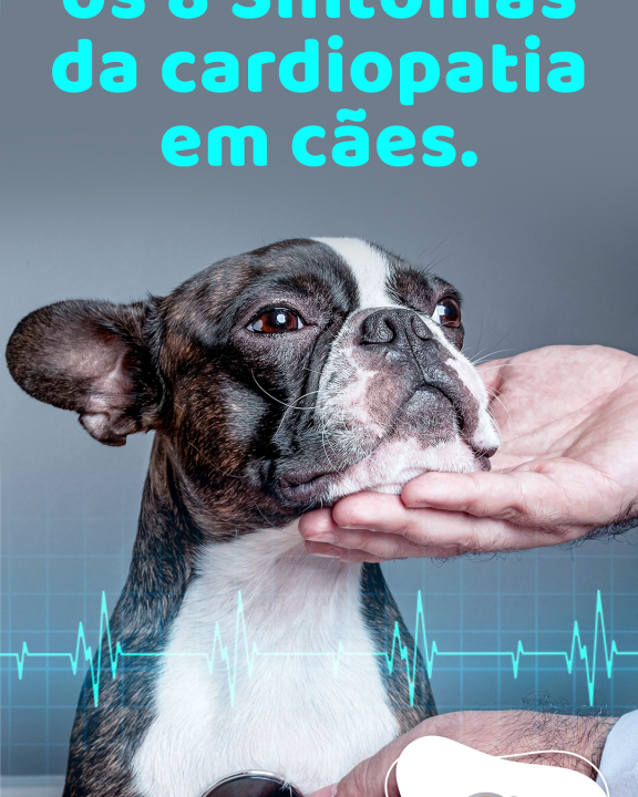 Saiba Quais São os 8 sintomas da Cardiopatia em Cães