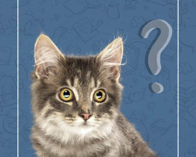 Porque gatos têm mais problemas renais?