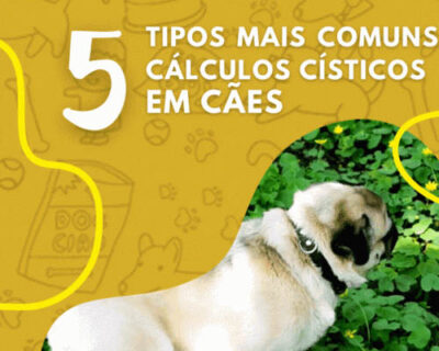 5 Tipos mais comuns de cálculos císticos em cães
