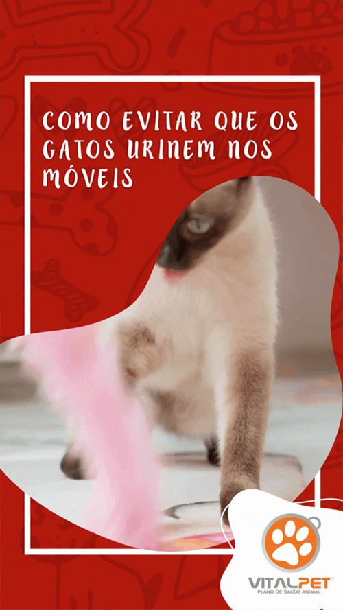 Como evitar que os gatos urinem nos móveis