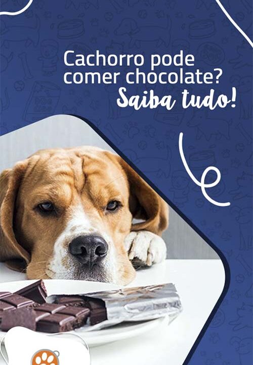 Cachorro pode comer chocolate? Saiba tudo