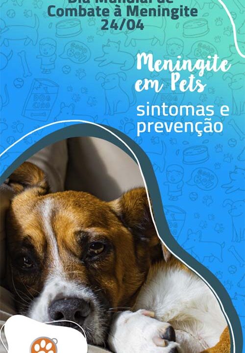 Meningite em Cães Sintomas e Prevenção