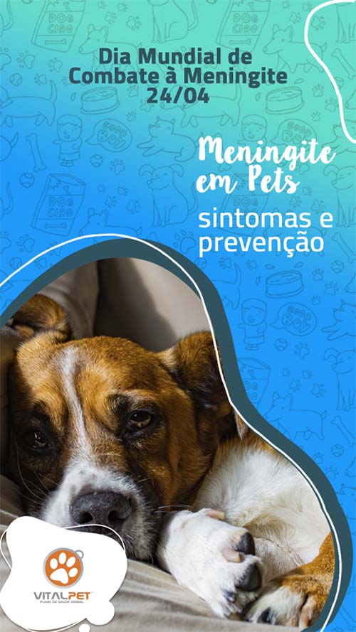 Meningite em Cães Sintomas e Prevenção