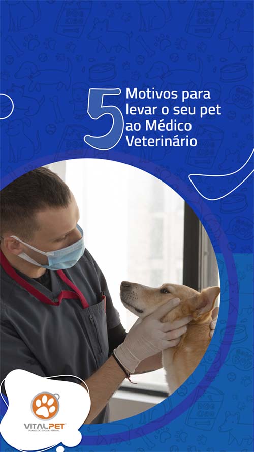 5 Motivos para Levar o Pet ao Médico Veterinário