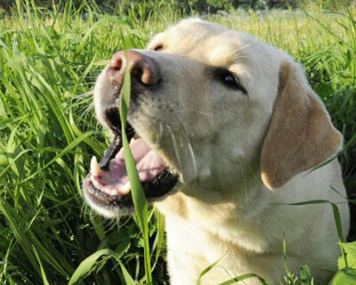 Por que meu cachorro come grama?