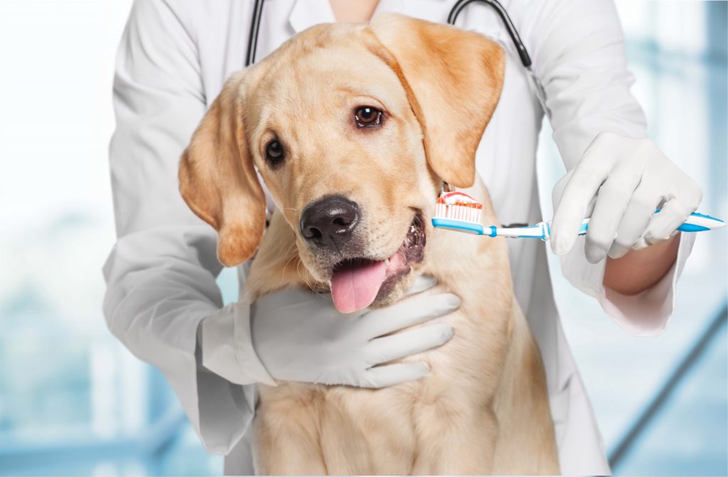 A Saúde Oral dos nossos Pets