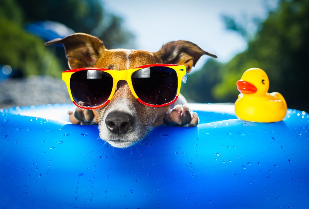 10 Dicas para proteger o seu Pet do Calor Excessivo do Verão