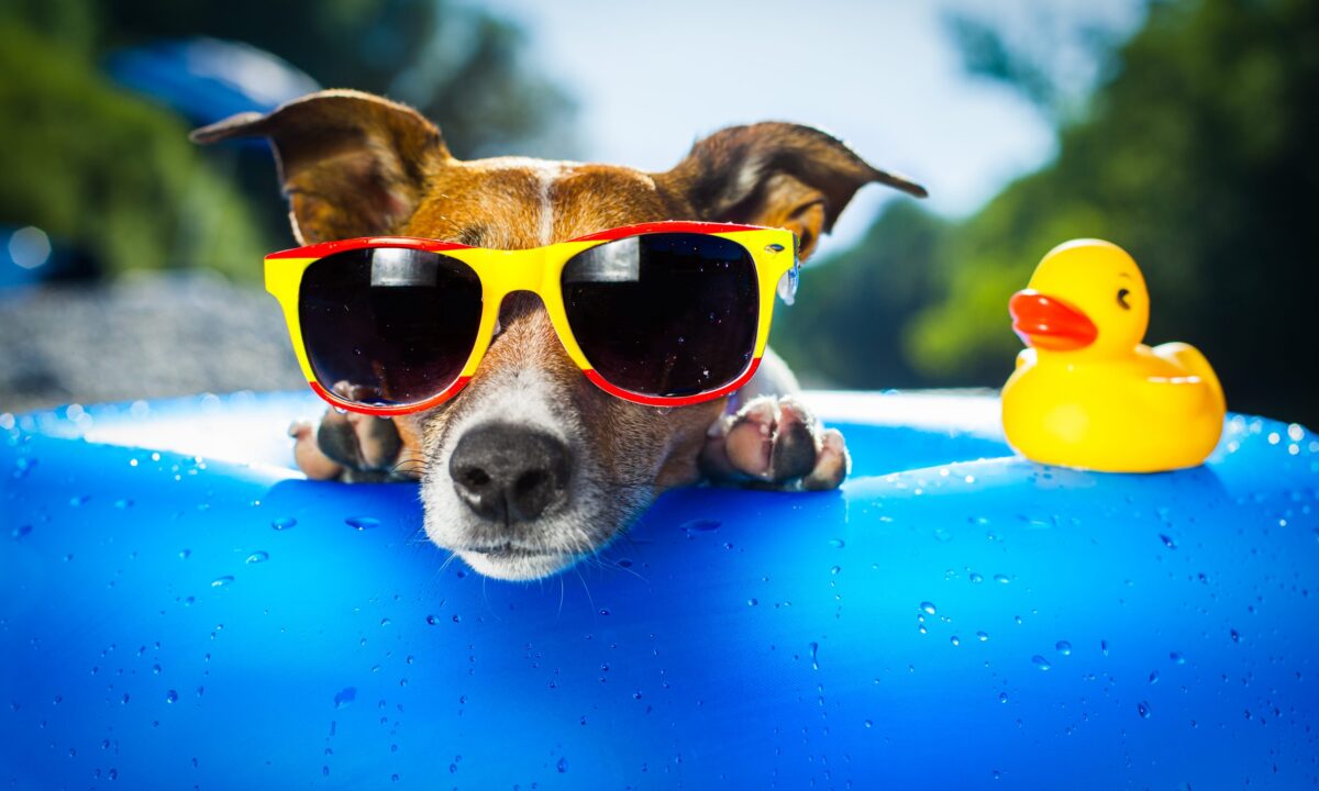 10 Dicas para proteger o seu Pet do Calor Excessivo do Verão