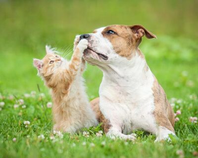 Março amarelo alerta para doenças renais crônicas em cães e gatos