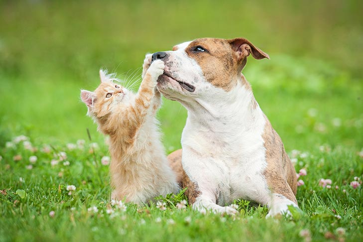 Março amarelo alerta para doenças renais crônicas em cães e gatos