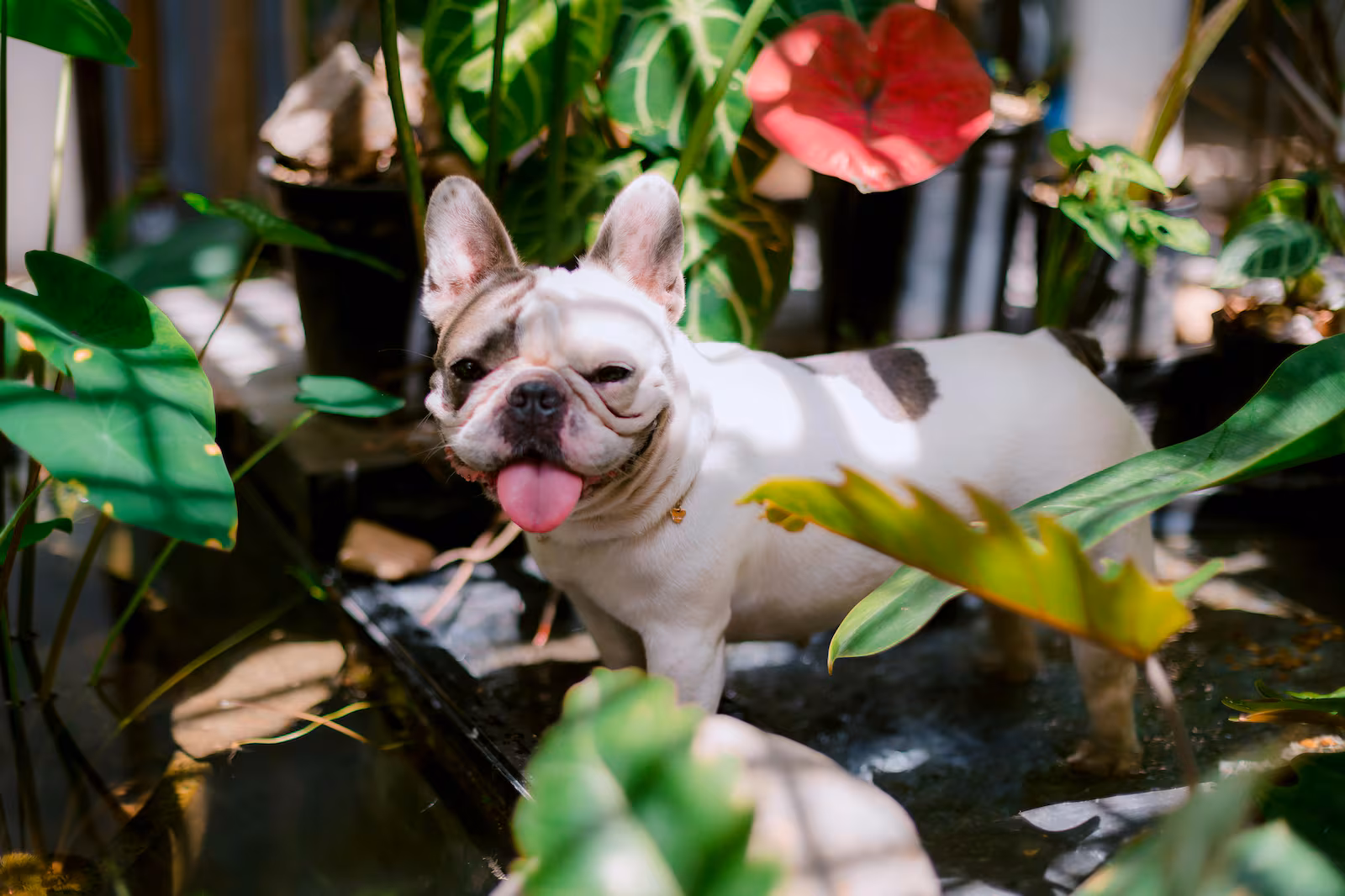 5 plantas que podem colocar a saúde do seu pet em risco