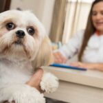 Colesterol elevado em cães e gatos pode revelar doenças ocultas