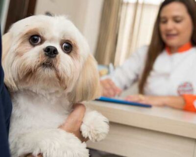 Colesterol elevado em cães e gatos pode revelar doenças ocultas
