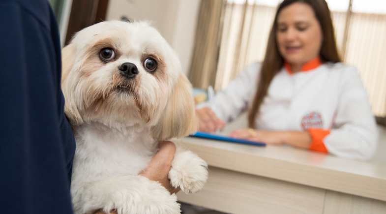 Colesterol elevado em cães e gatos pode revelar doenças ocultas