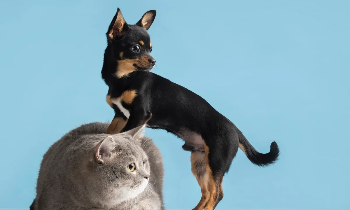 Parasitas em casa: veterinária alerta para riscos em pets