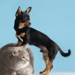 Parasitas em casa: veterinária alerta para riscos em pets