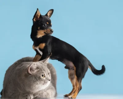 Parasitas em casa: veterinária alerta para riscos em pets