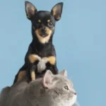 Como cuidar dos pets em períodos de tempo seco