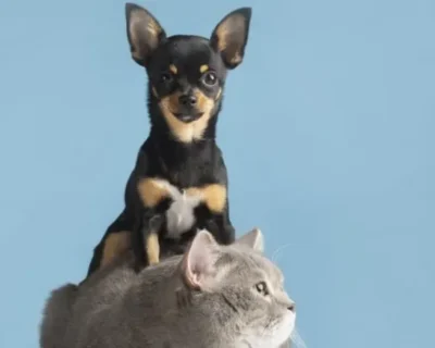 Como cuidar dos pets em períodos de tempo seco