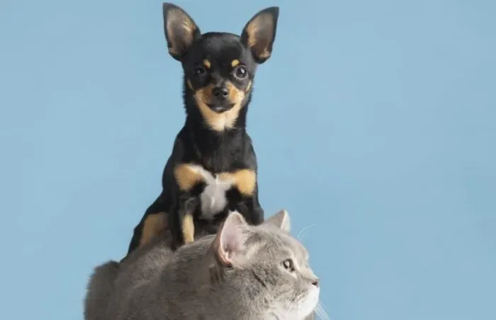 Como cuidar dos pets em períodos de tempo seco