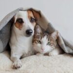 Cuidados com os pets no inverno: carinho também é prevenção