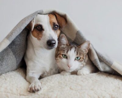 Cuidados com os pets no inverno: carinho também é prevenção