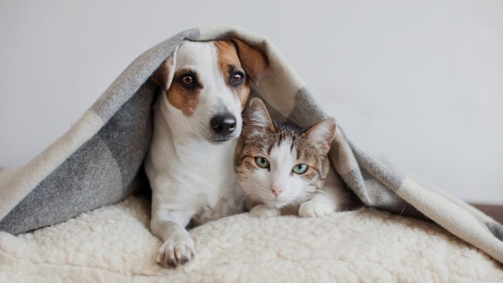 Cuidados com os pets no inverno: carinho também é prevenção